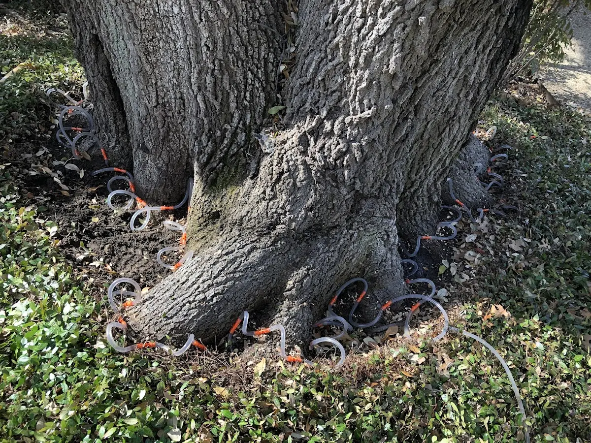 Detailed Tree Cabling and Bracing job site in Markleeville