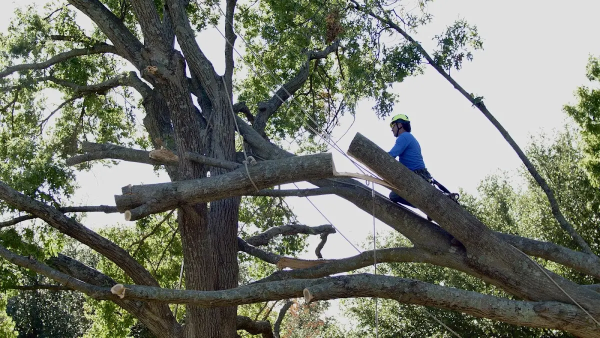 Professional Crown Thinning performed by certified arborists in Markleeville